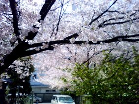 桜090411.jpg
